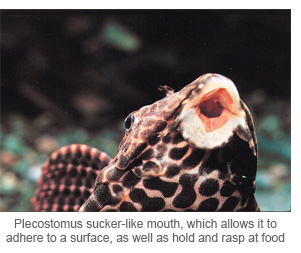 Plecostomus sucker-like mouth, which allows it to adhere to a surface, as well as hold and rasp at food