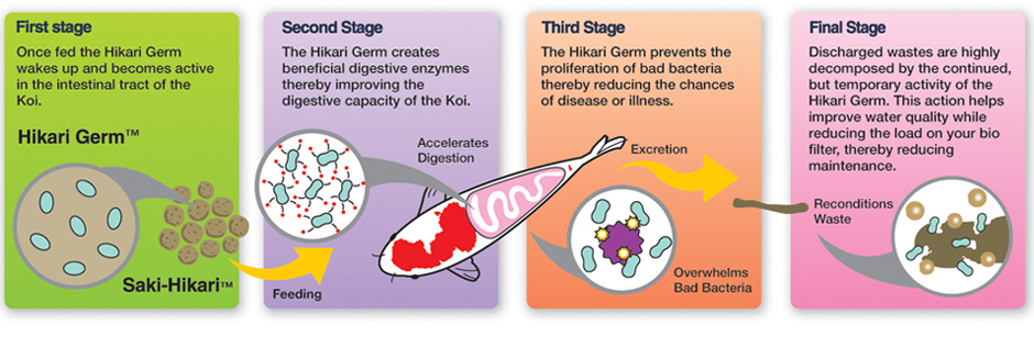 hikari-germ-stages.jpg