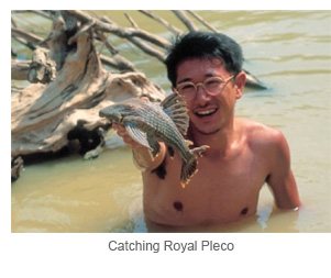 Catching Royal Pleco