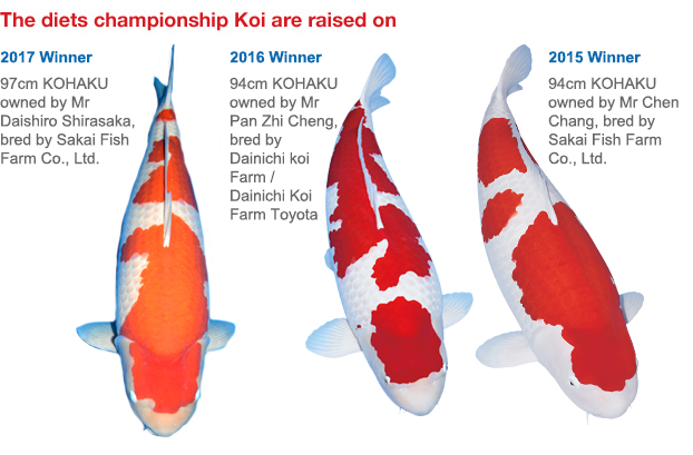 championship-koi.jpg