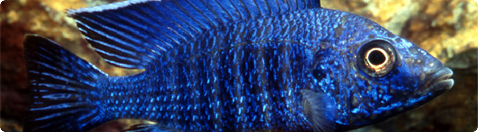 banner-cichlid.jpg