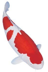 kohaku-2_2015-winner.jpg